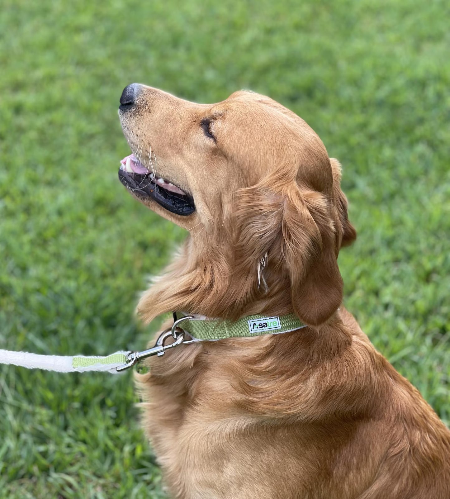 Linen Dog Collar: Eco-friendly pet collar with fleece lining