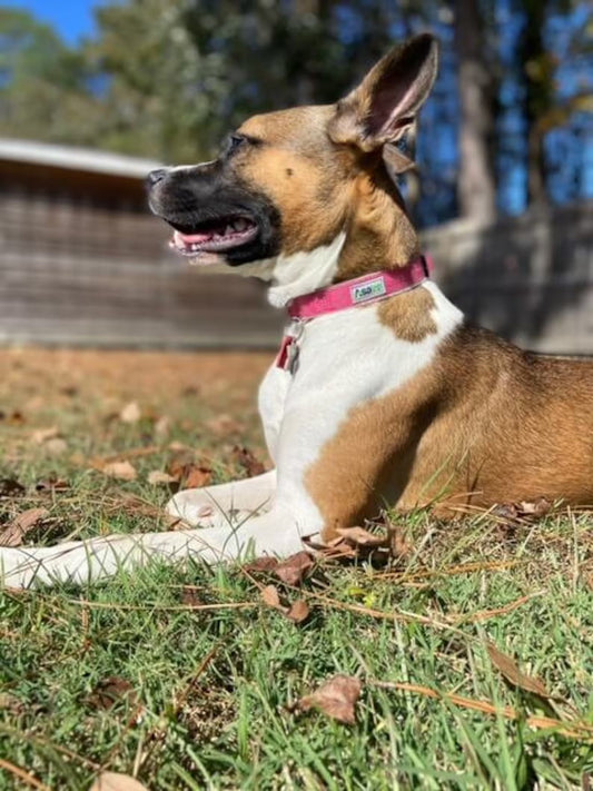 Linen Dog Collar: Eco-friendly pet collar with fleece lining